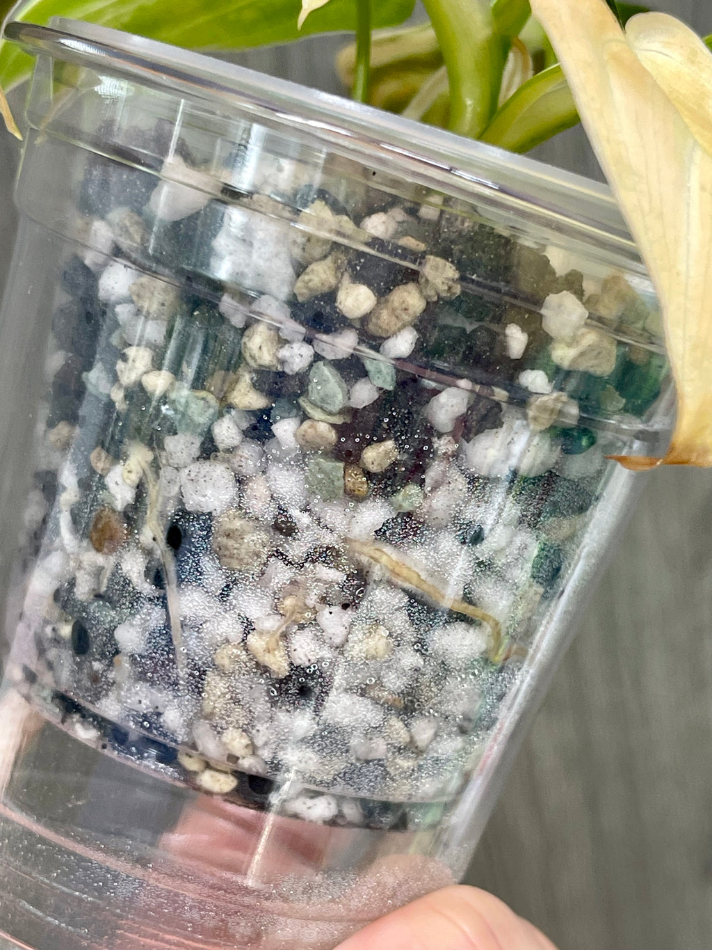 Philo Melano Orange Bonfire B