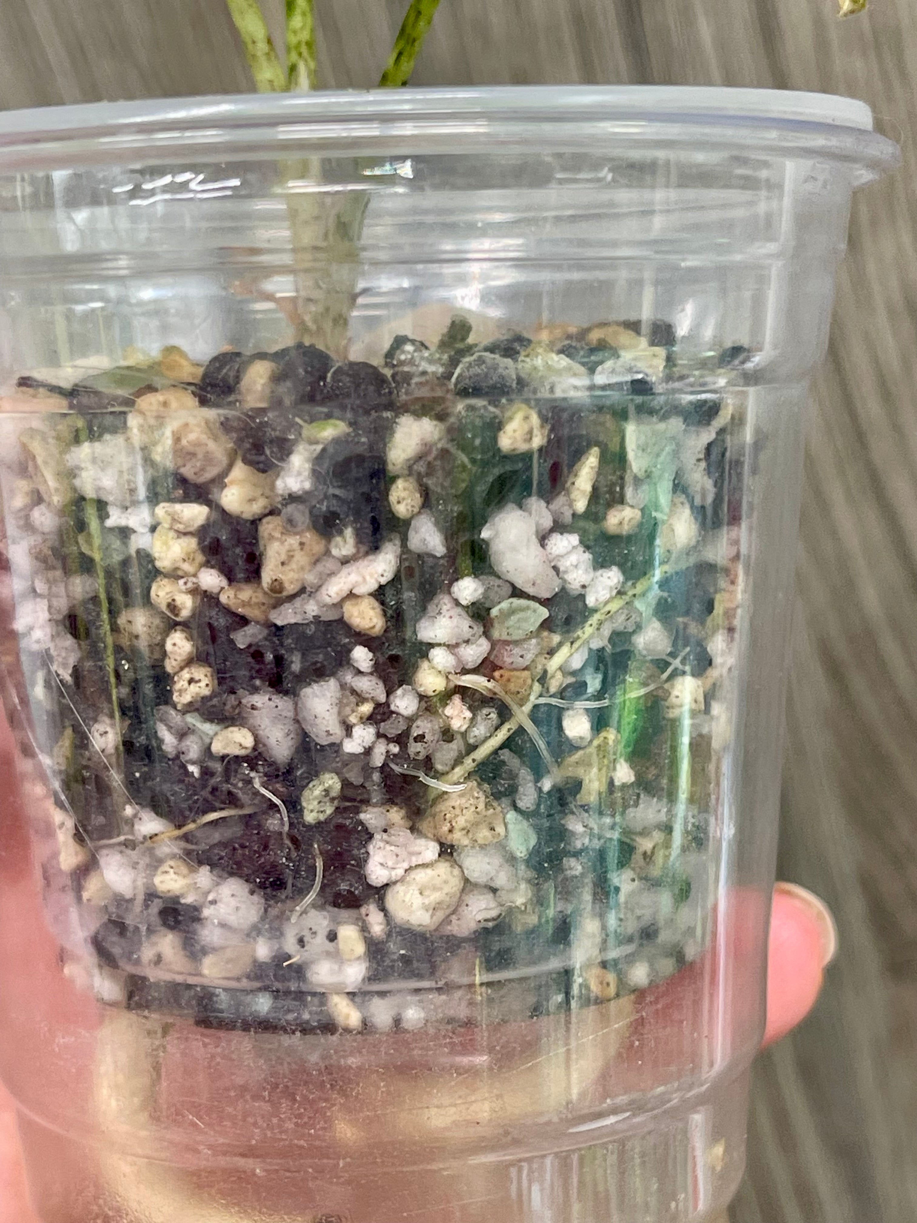 Alocasia Brancifolia Albo