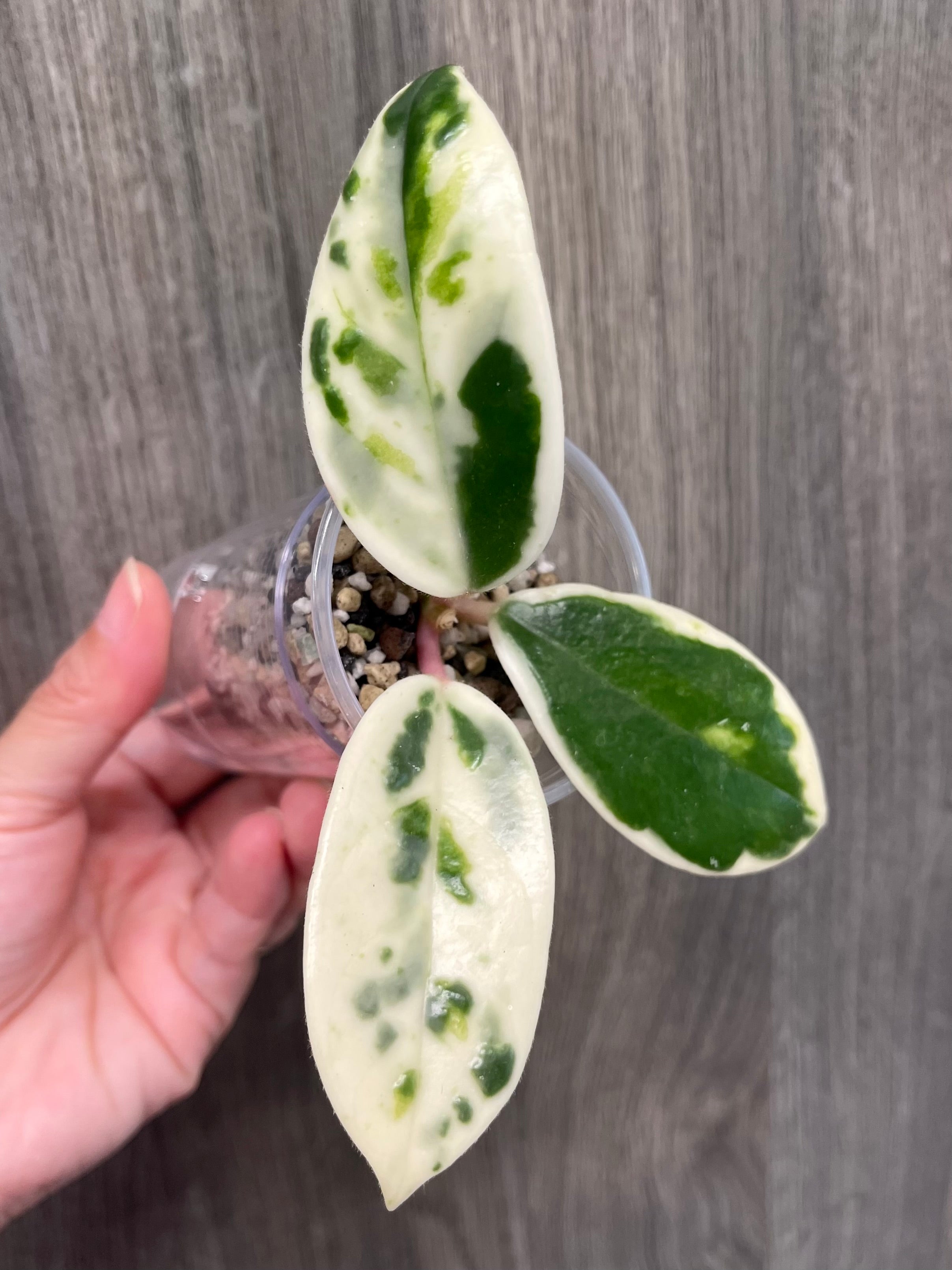 Hoya Madara Snow Angel B