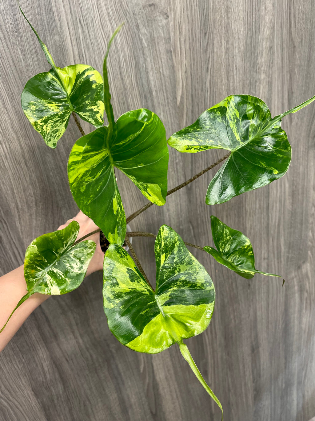 Alocasia Stingray Lime