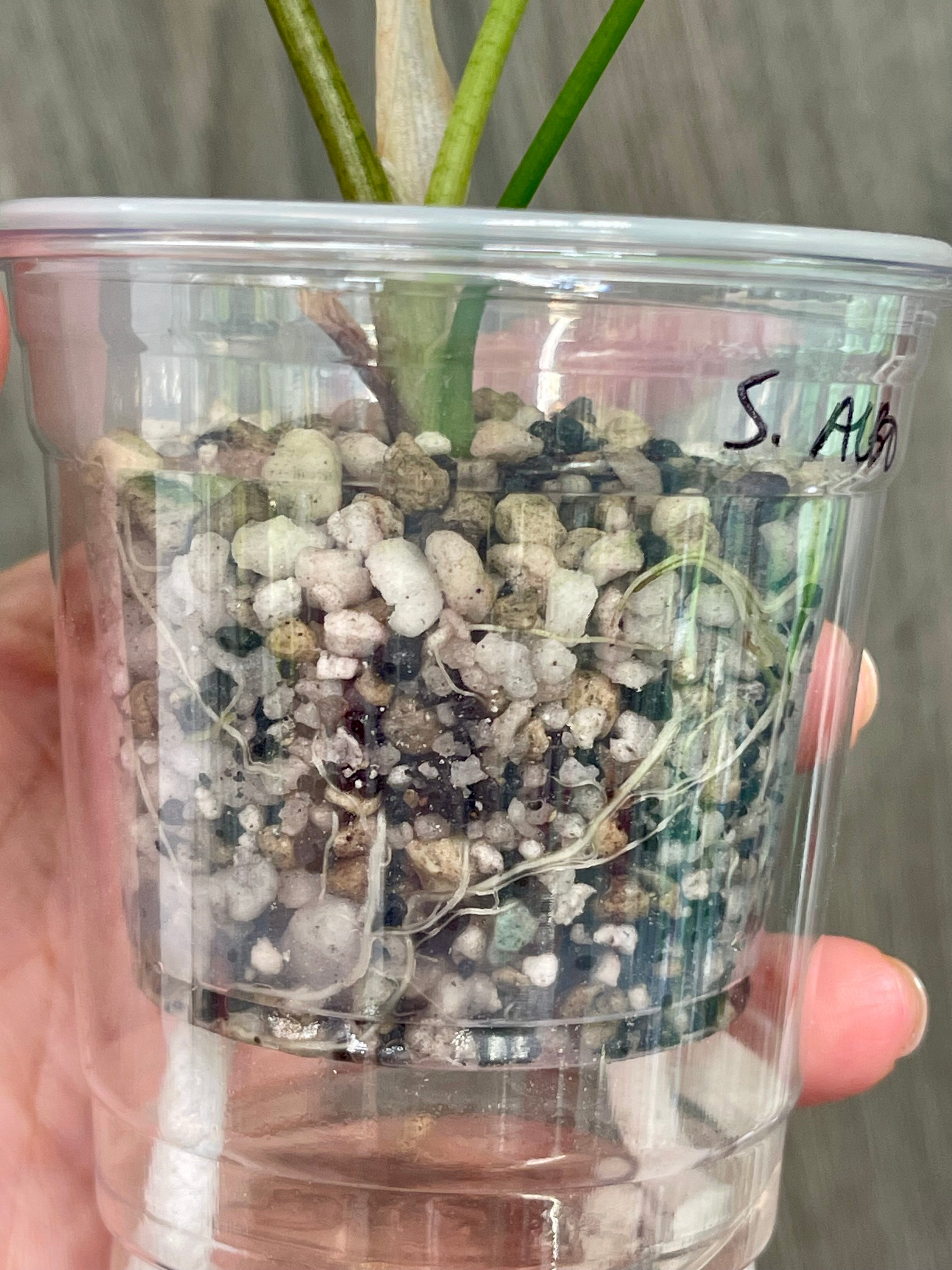 Alocasia Simpo Albo B