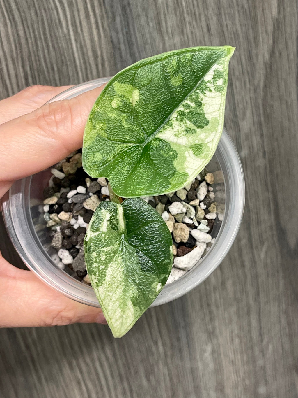 Alocasia Melo Albo Mint