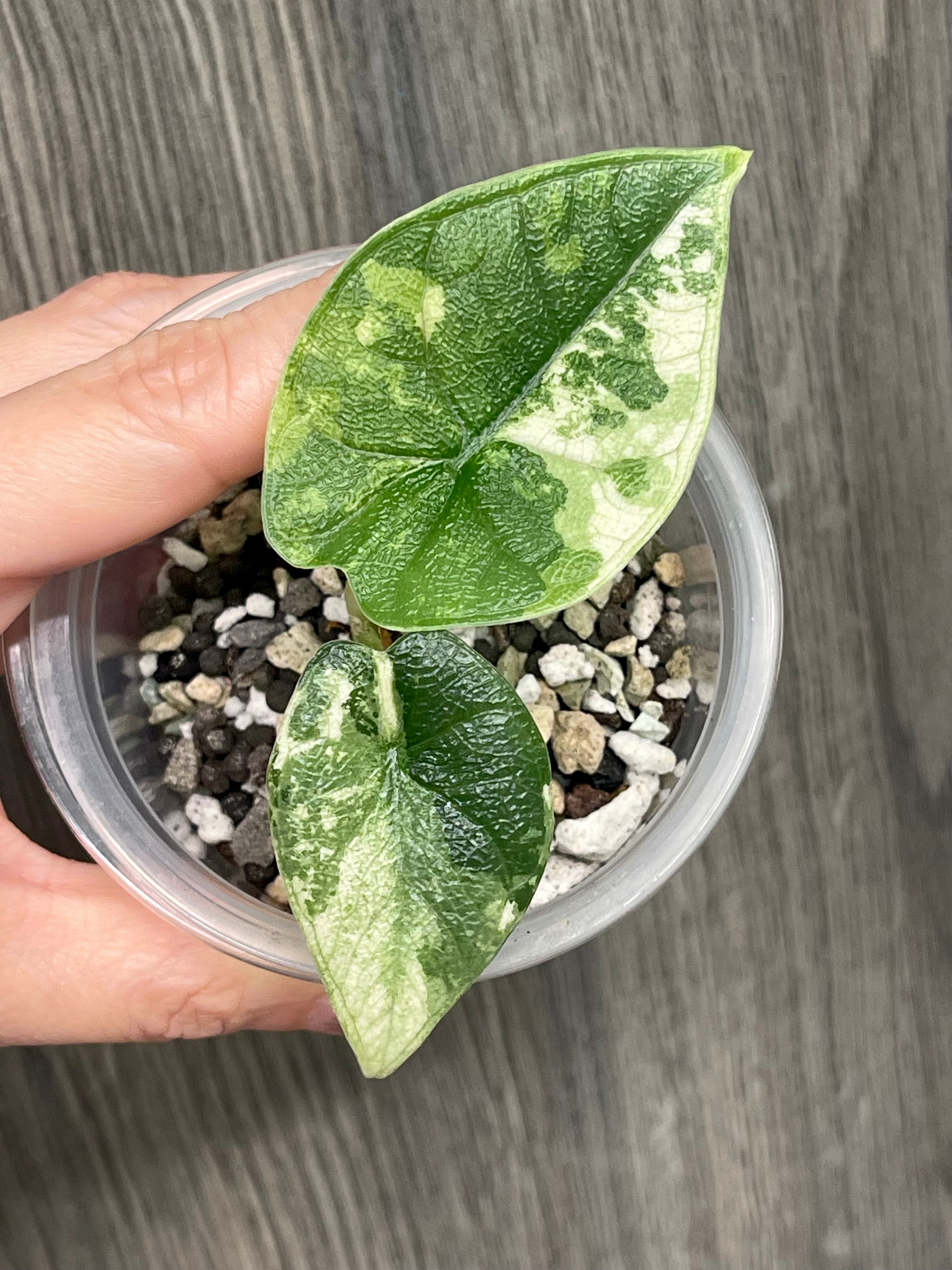 Alocasia Melo Albo Mint
