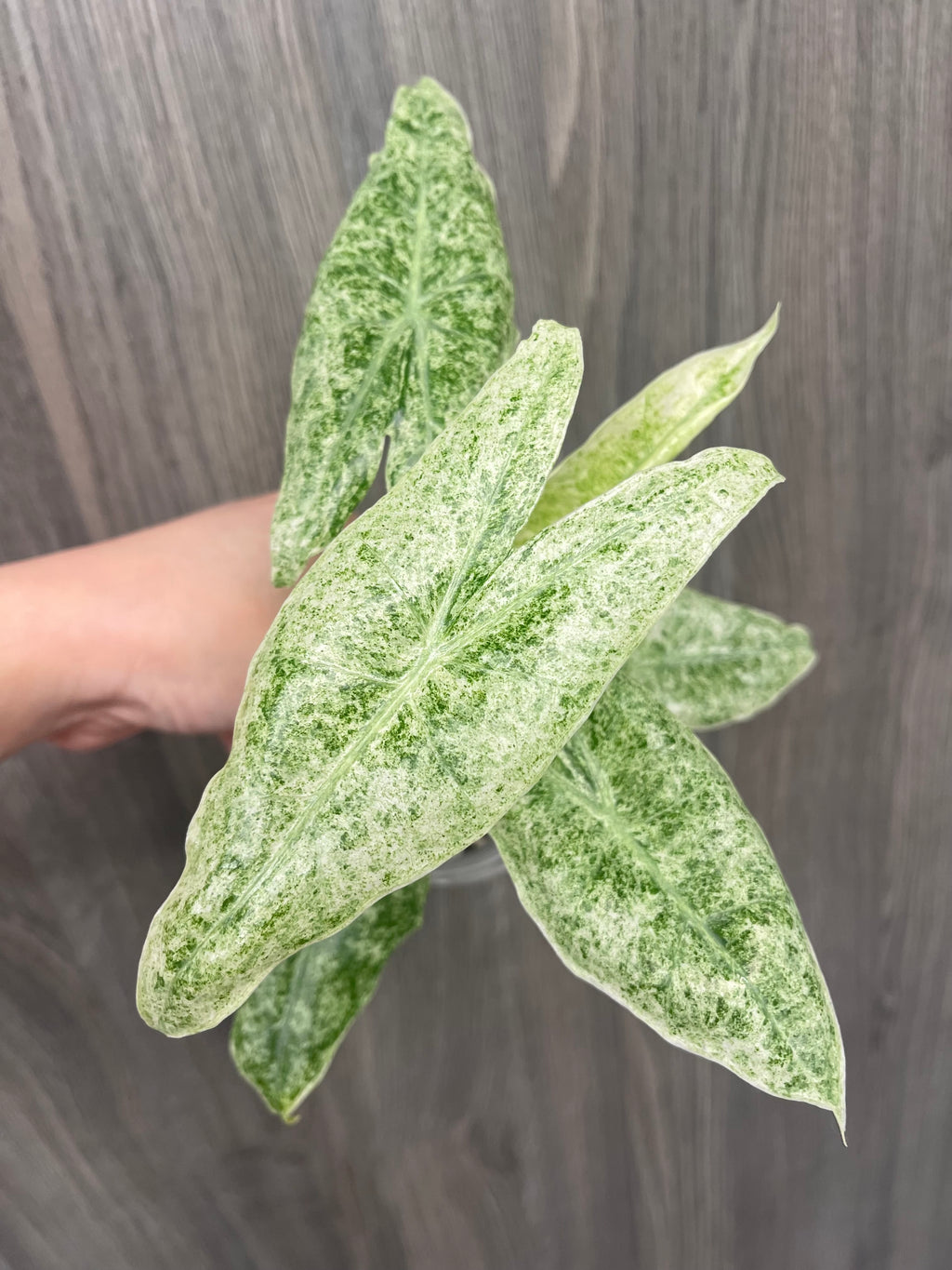 Alocasia Longiloba Mint Marble