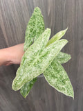 Alocasia Longiloba Mint Marble