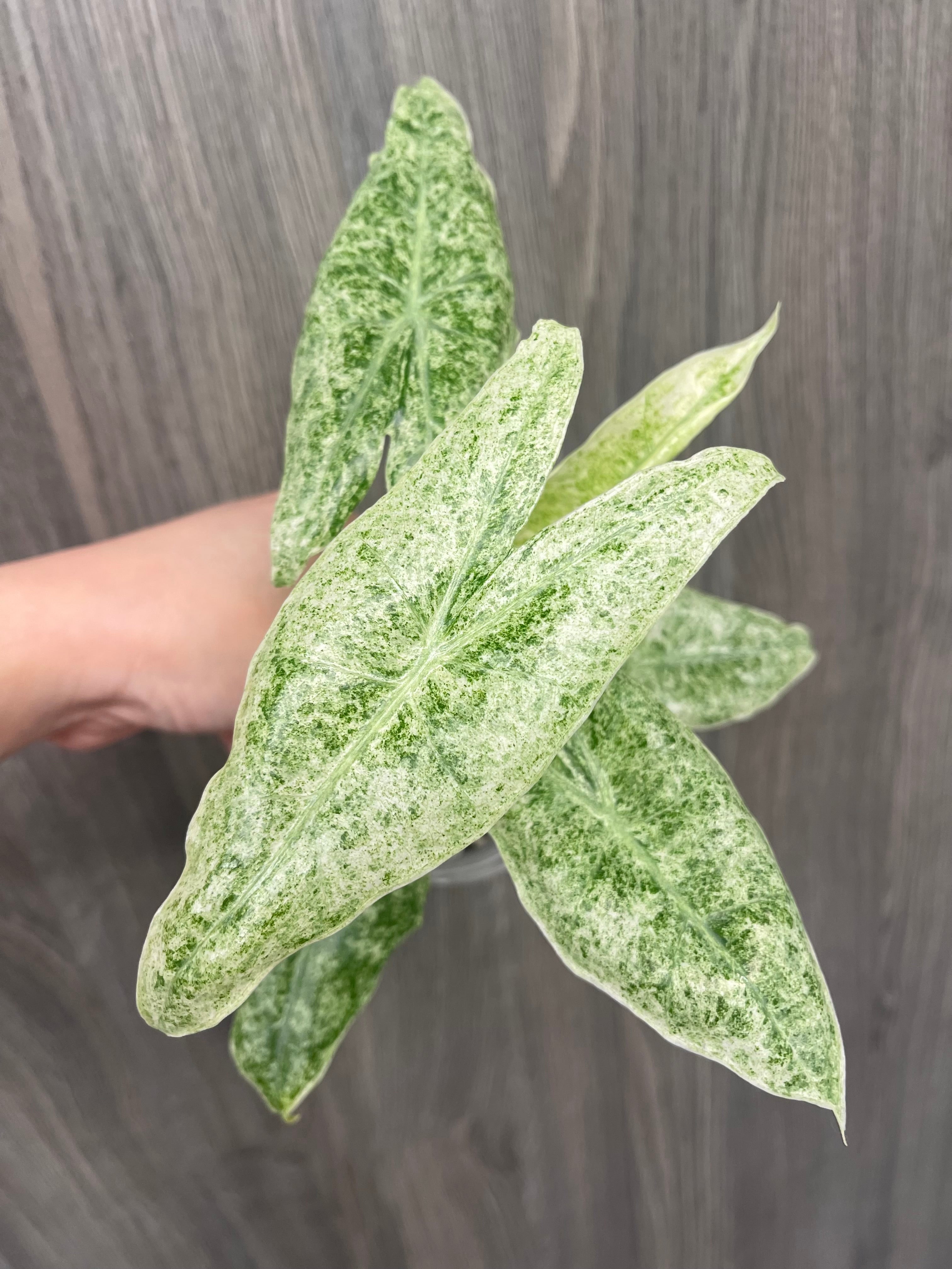 Alocasia Longiloba Mint Marble