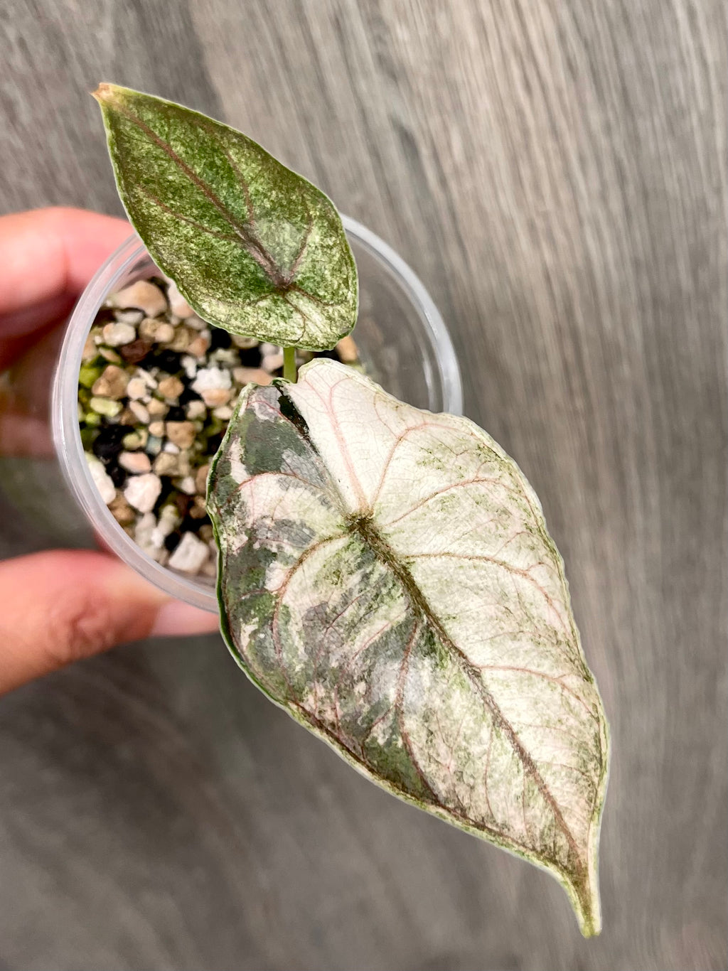 Alocasia Azlanii Pink Mint B