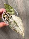Alocasia Azlanii Pink Mint B