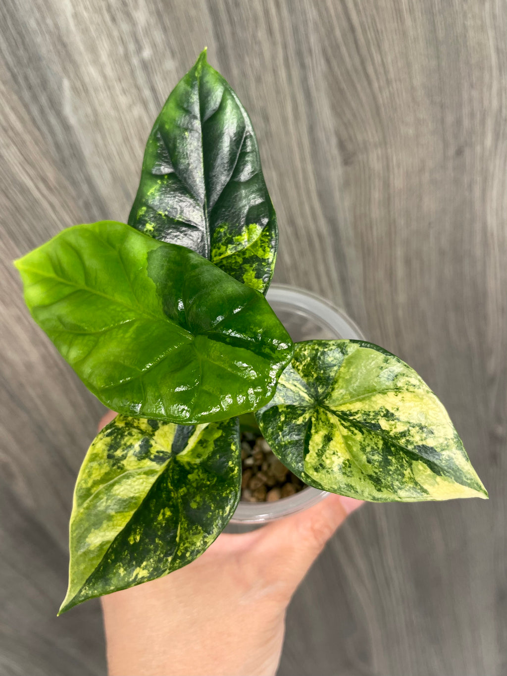 Alocasia Sinuata Aurea A