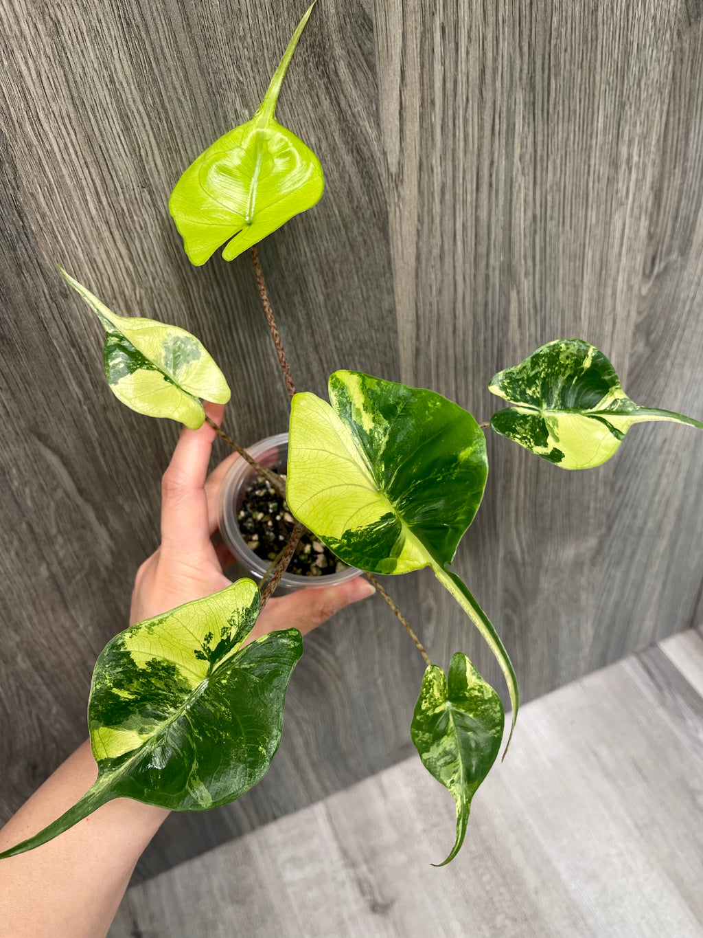Alocasia Stingray Lime B