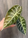 Alocasia Watsoniana Doff Green on Green