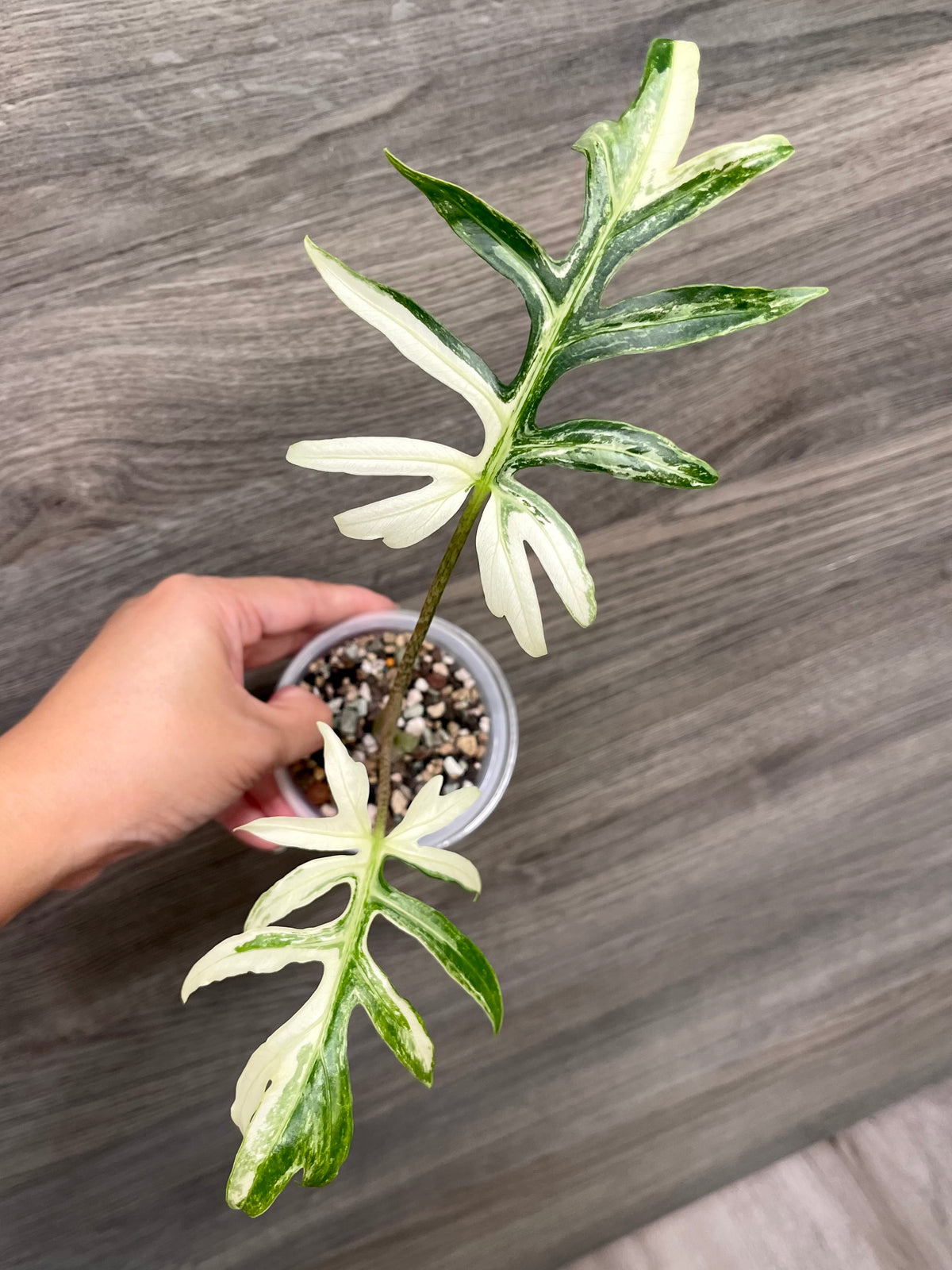 Alocasia Brancifolia Albo