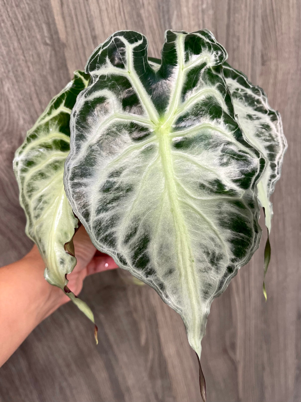 Alocasia Venom B