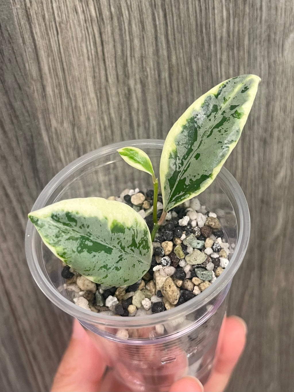 Hoya Lacunosa Lumina B