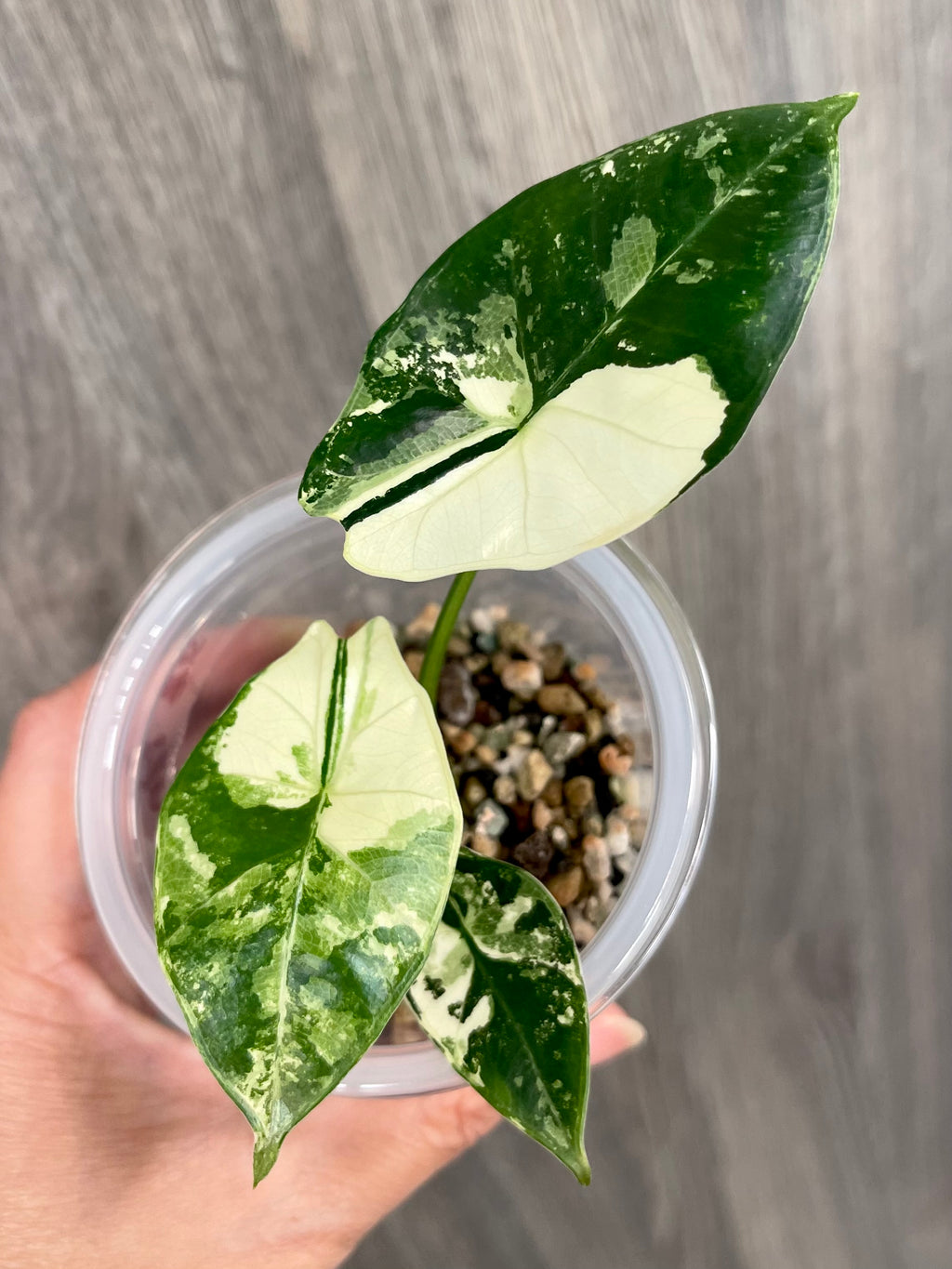 Alocasia Scabriuscula Pink Albo A
