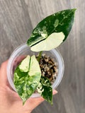 Alocasia Scabriuscula Pink Albo A
