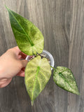 Alocasia Regal Shield Mint