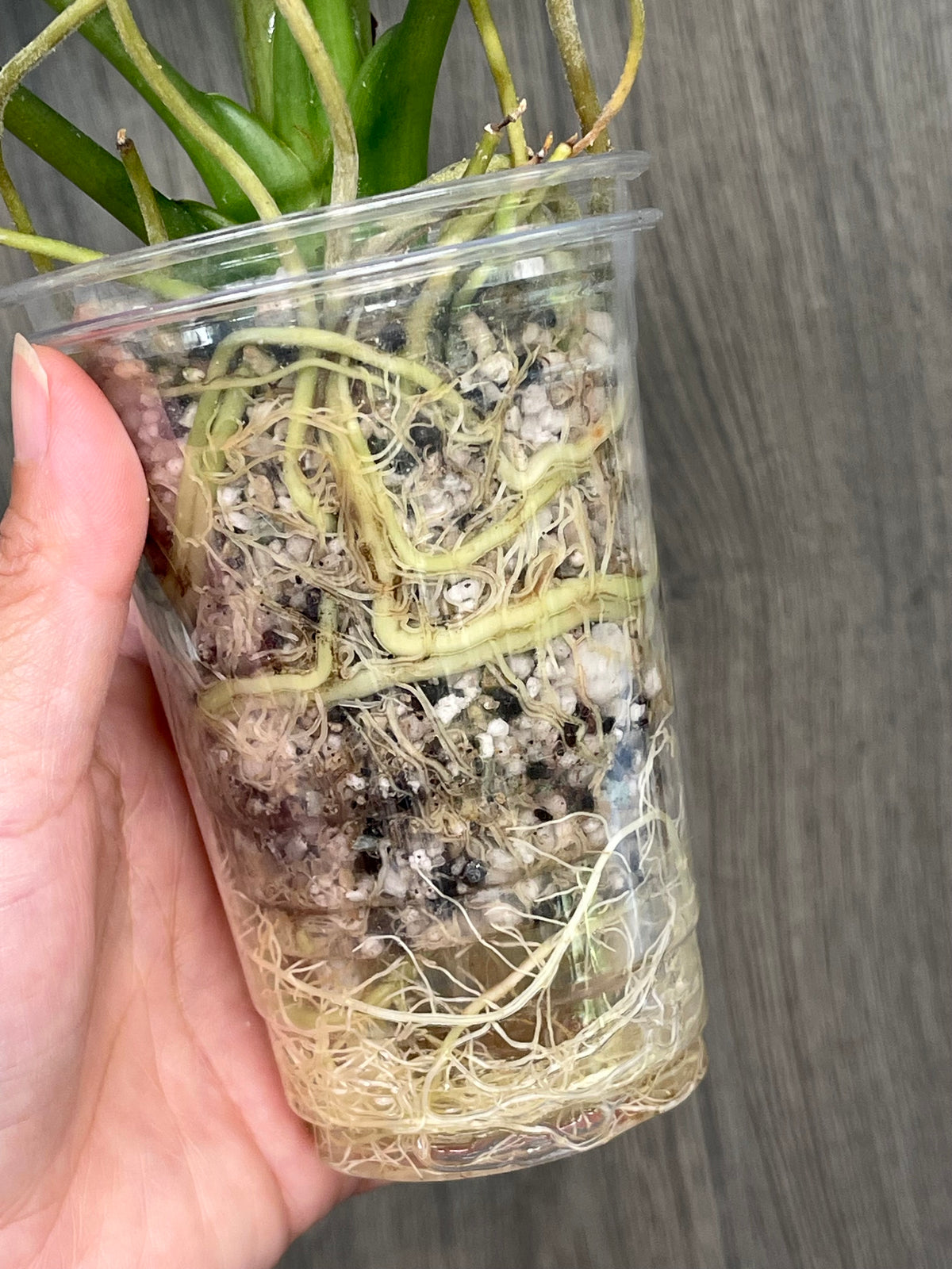 Alocasia Bisma Aurea