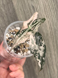 Alocasia Nobilis Pink B