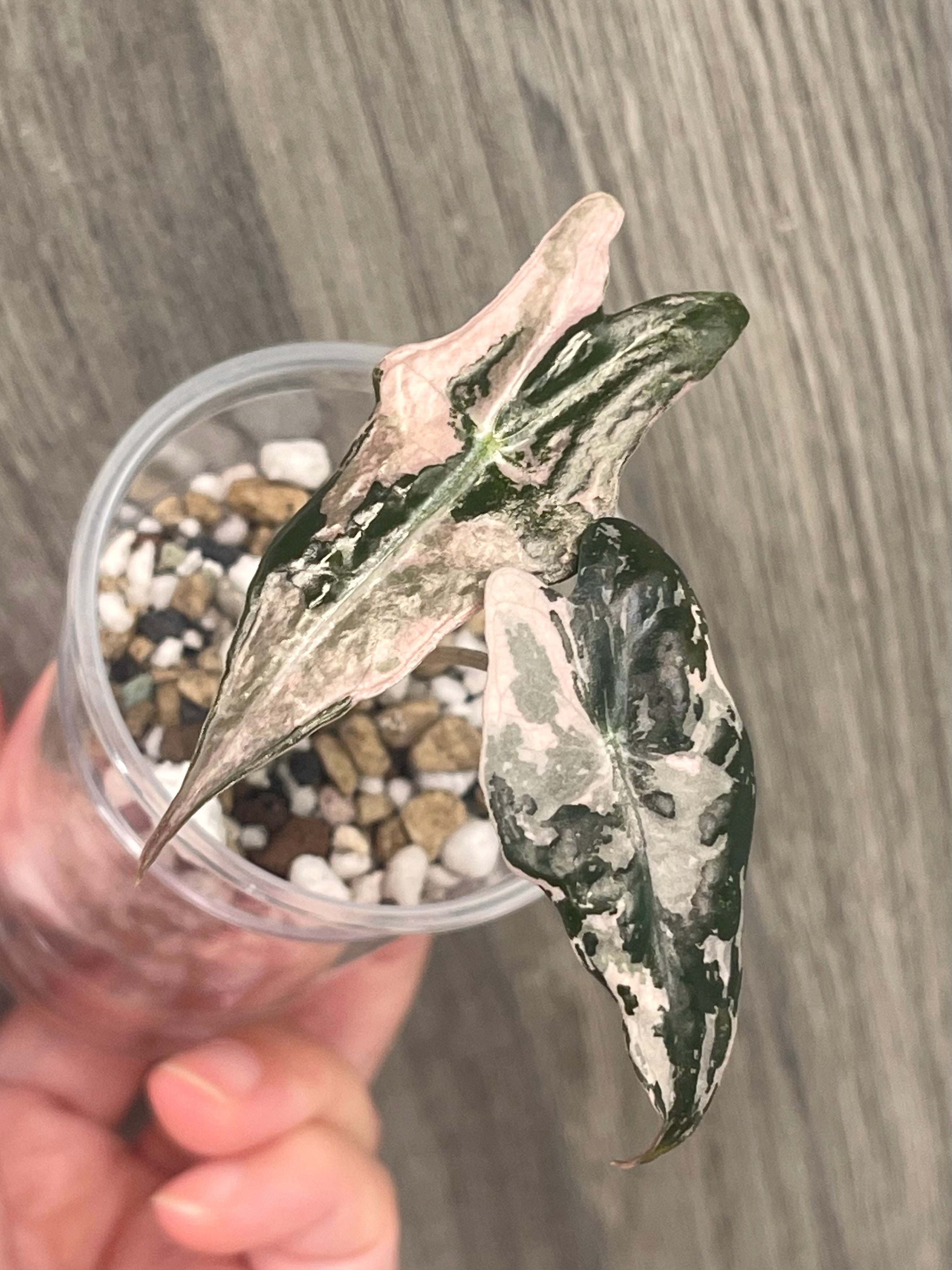 Alocasia Nobilis Pink B