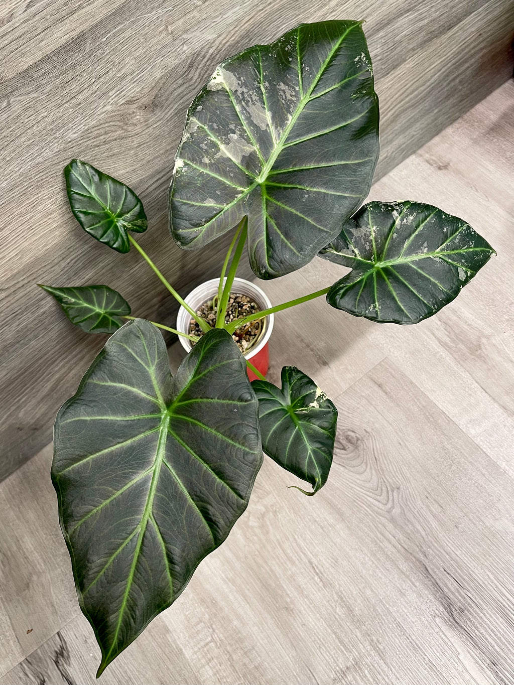Alocasia Regal Shield Albo