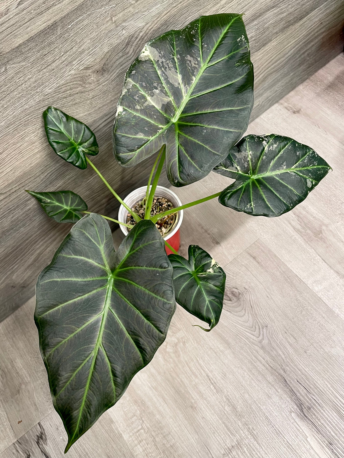 Alocasia Regal Shield Albo
