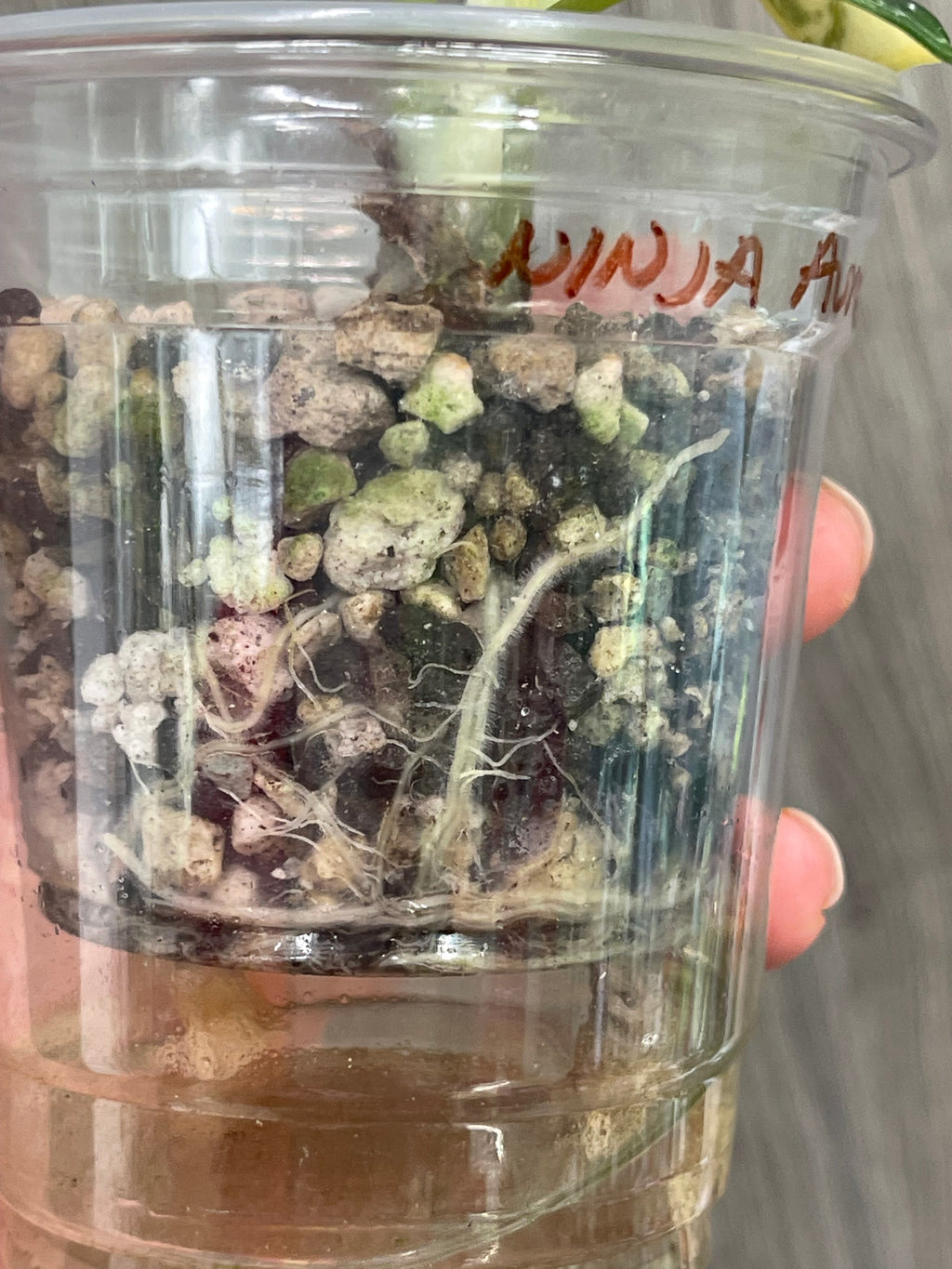 Alocasia Ninja Aurea B