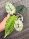 Alocasia Melo Mint C