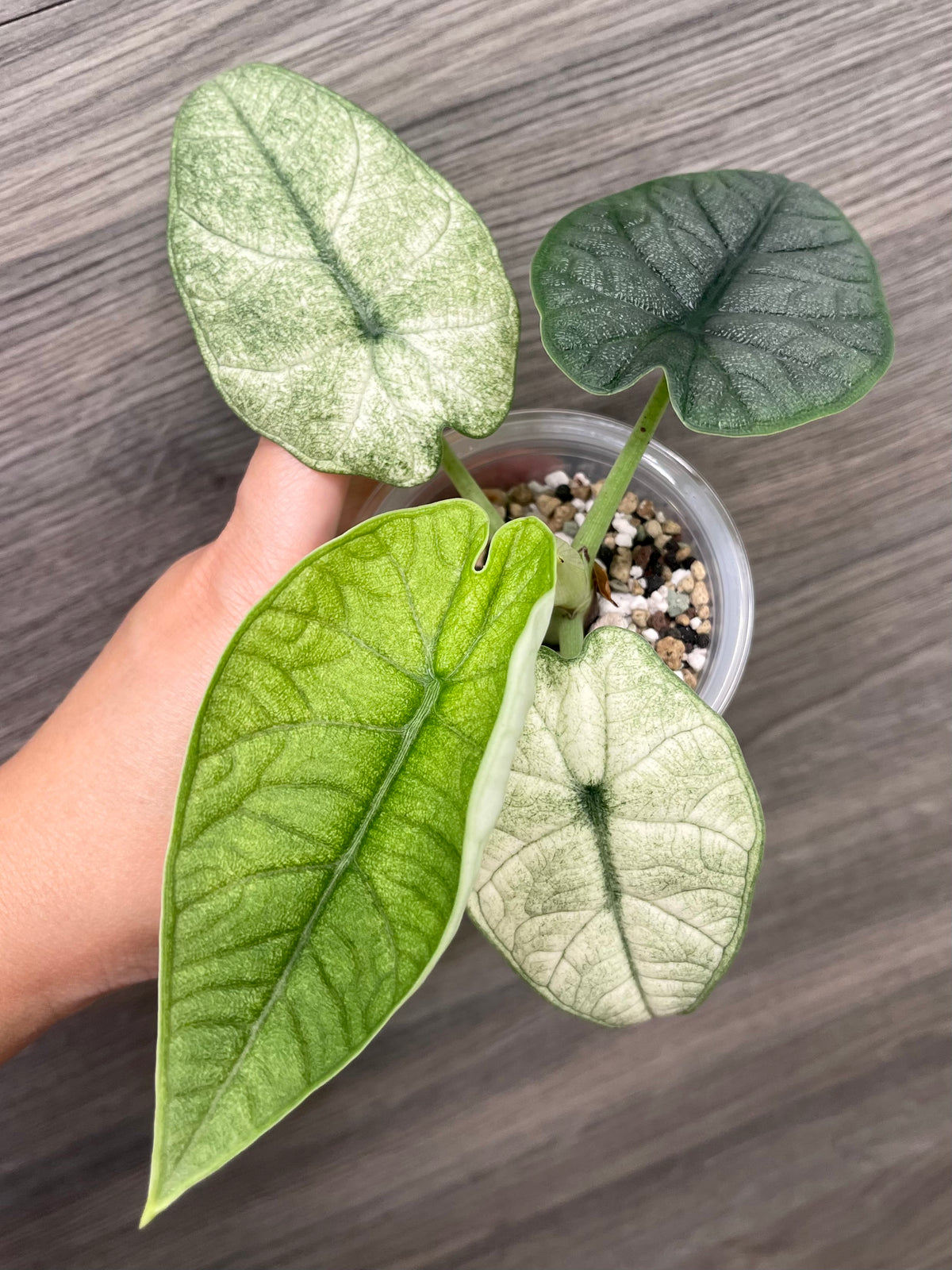 Alocasia Melo Mint C