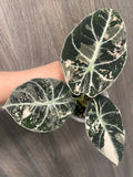 Alocasia Black Velvet Albo B