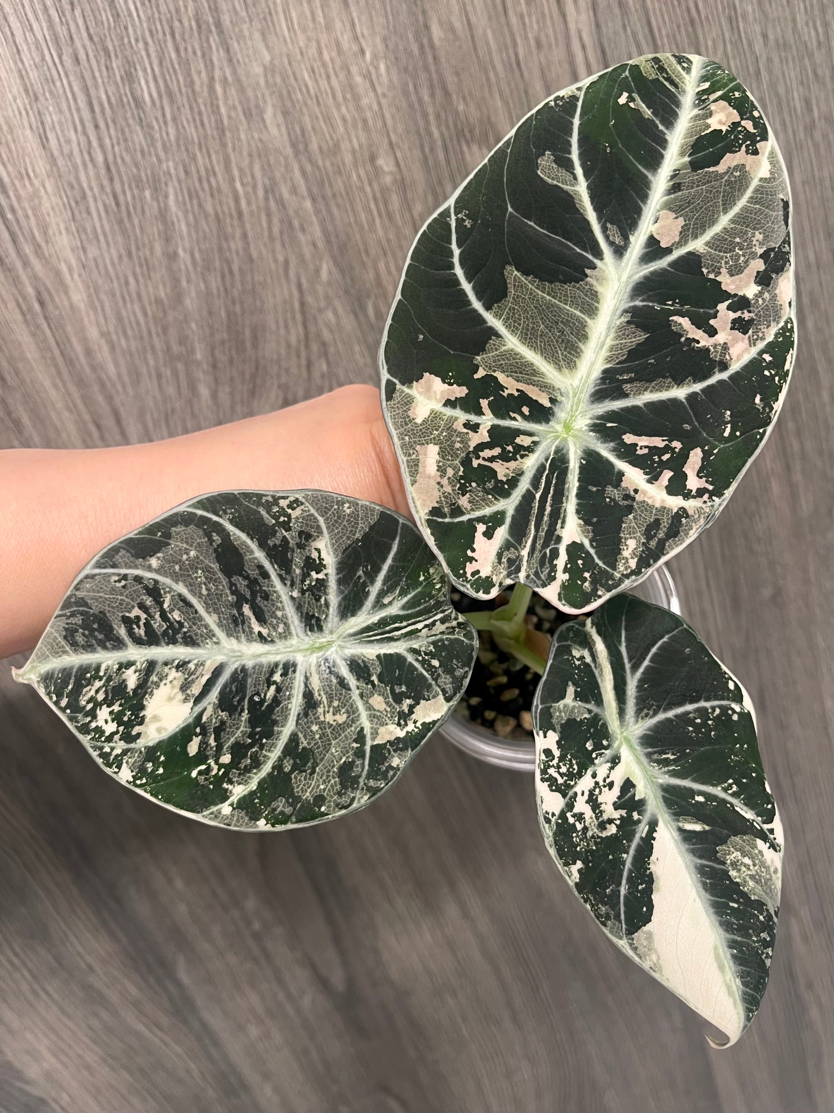 Alocasia Black Velvet Albo B