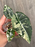 Alocasia Maharani Variegated C