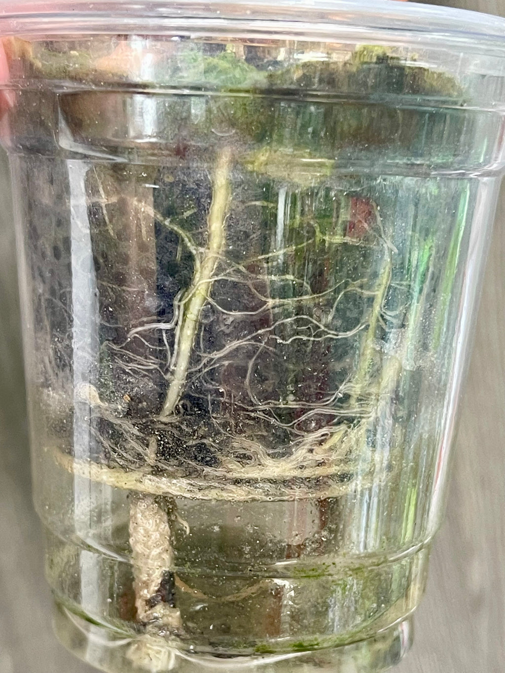 Alocasia Polly Aurea Splash