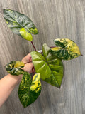 Alocasia Yucatan Princess Aurea