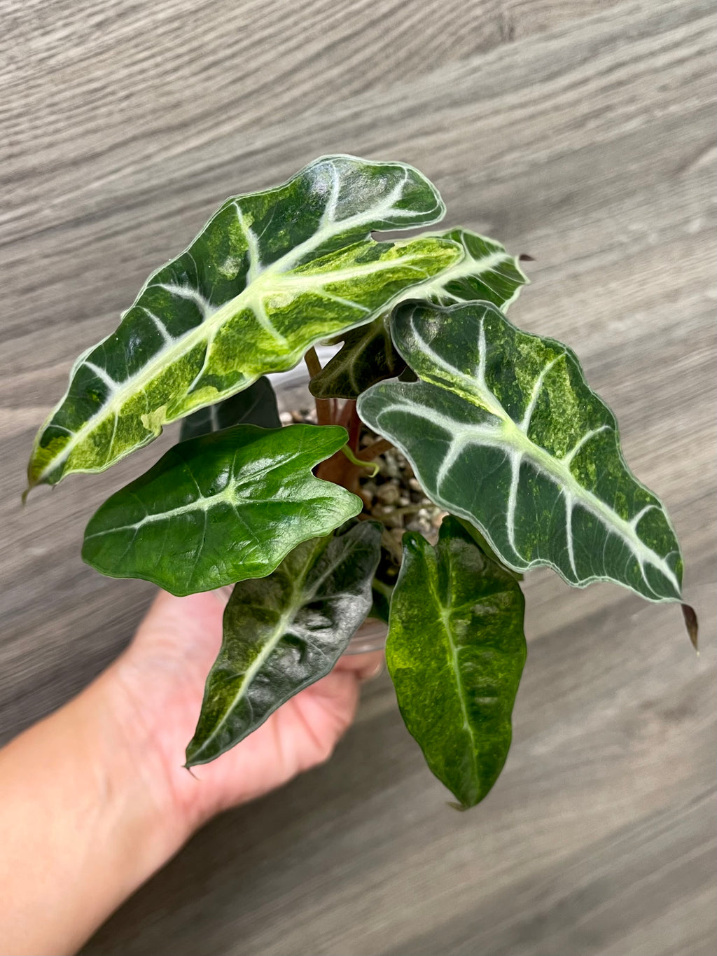 Alocasia Polly Aurea Splash A