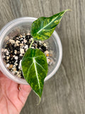 Alocasia Black Velvet Aurea