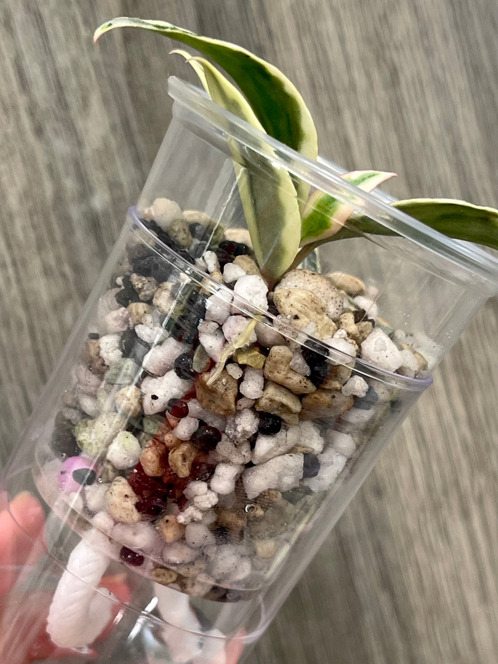Hoya Lacunosa Lumina