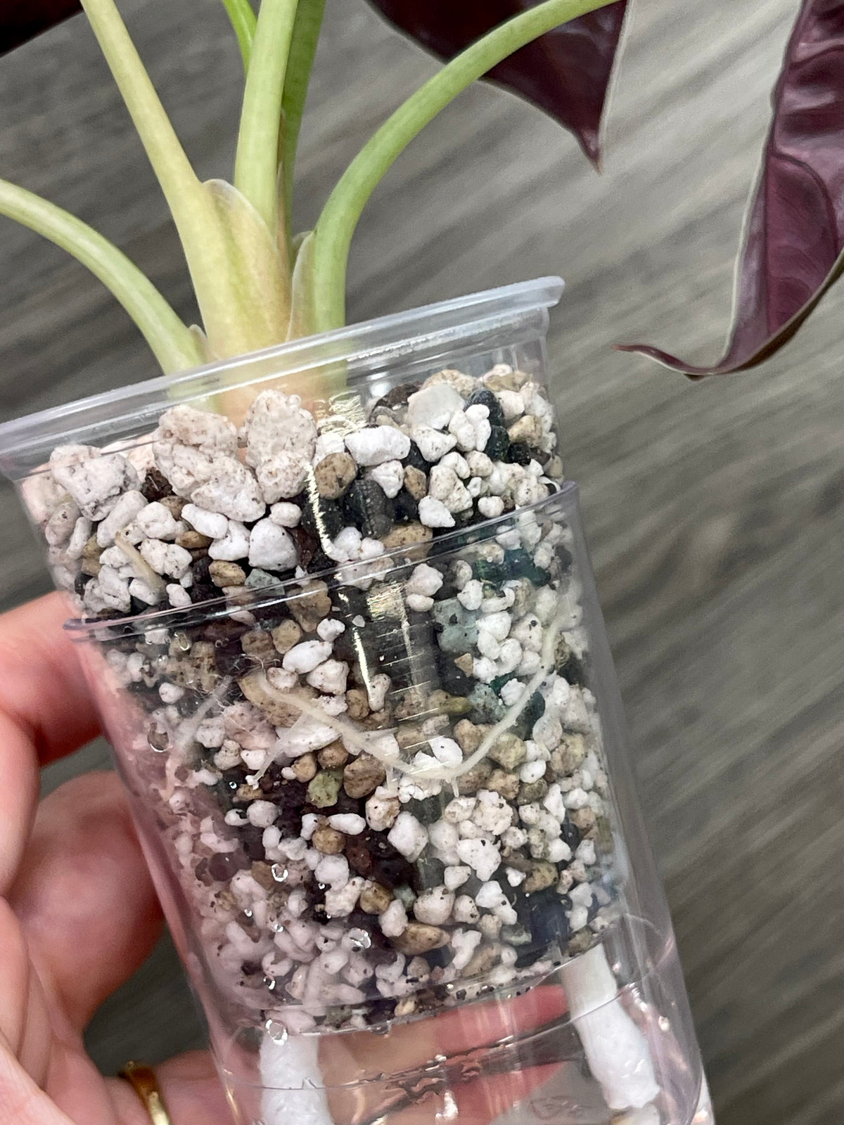 Alocasia Cuprea Latte A