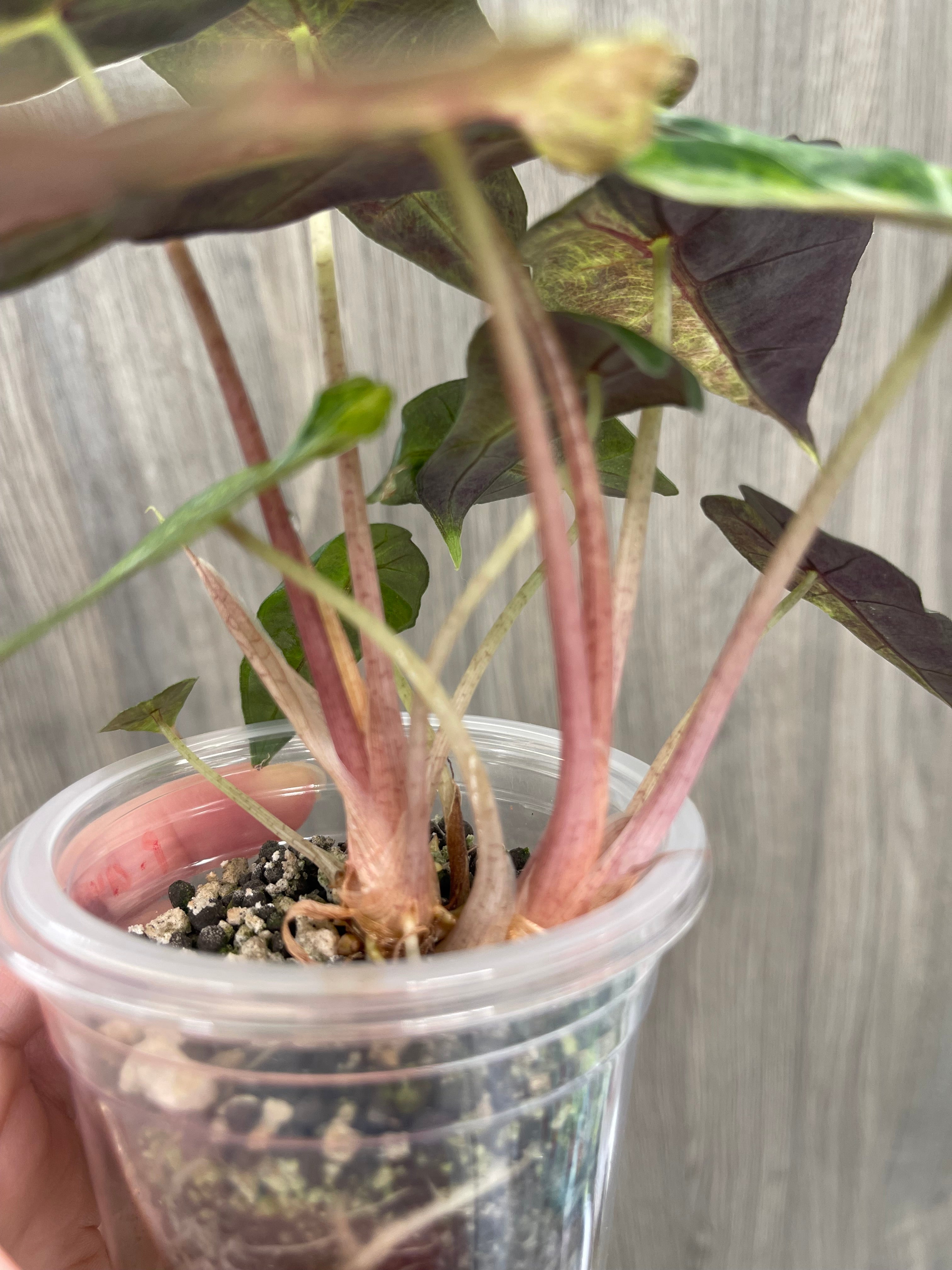 Alocasia Polly Aurea Splash