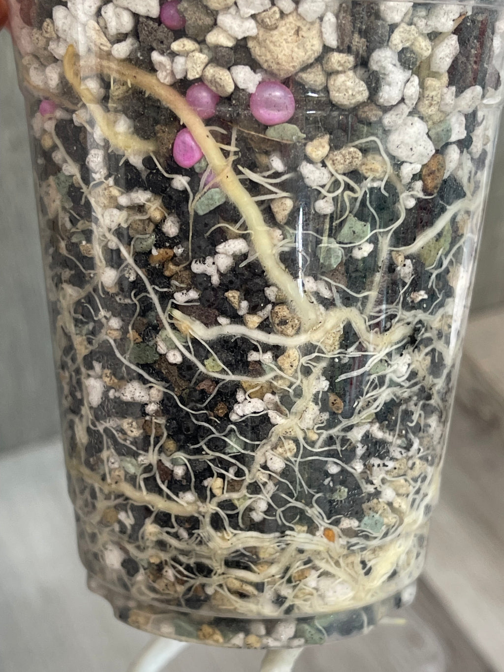 Alocasia Bambino Yellow Indo