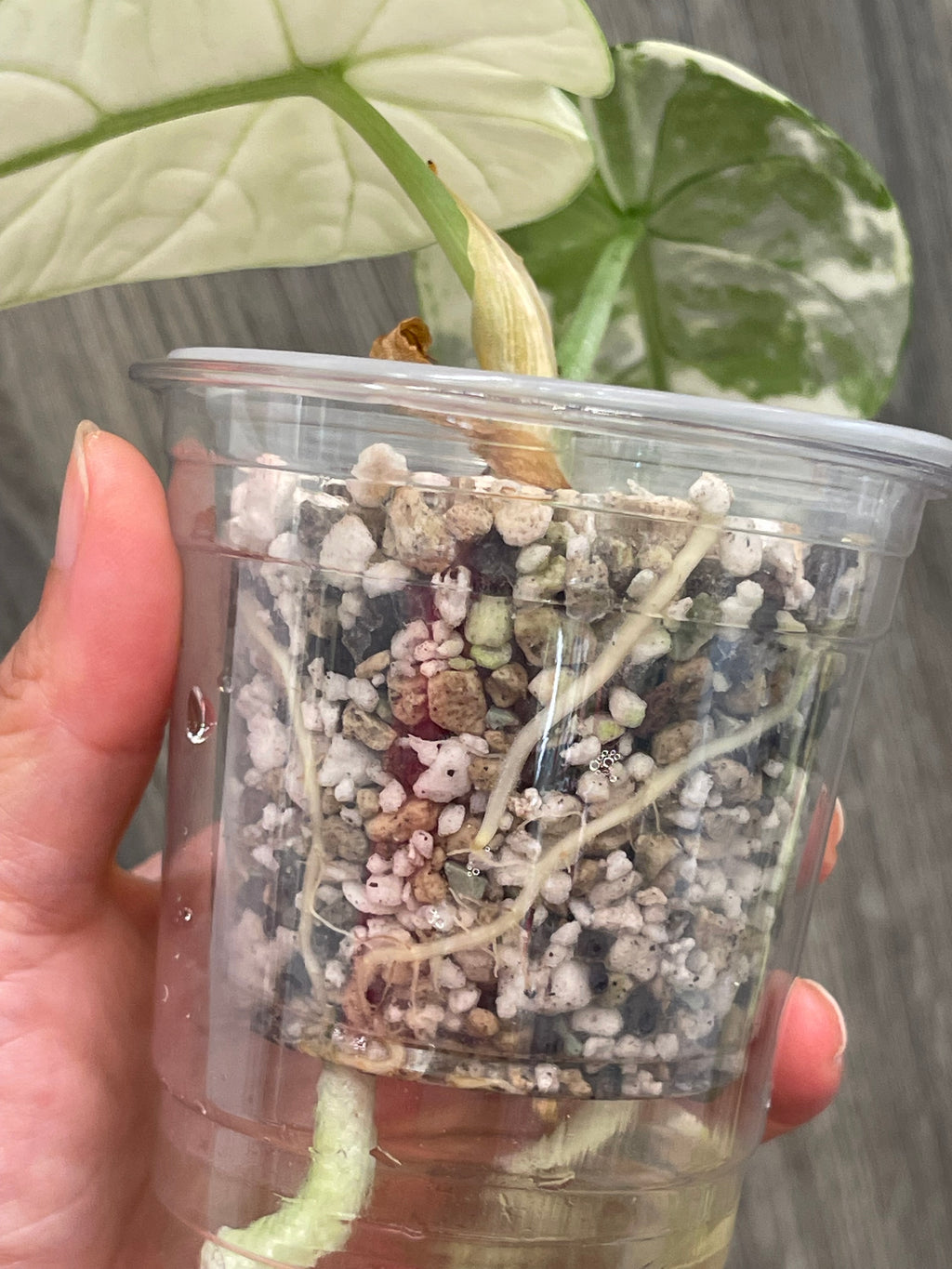 Alocasia Melo Mint A