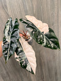 Alocasia Chantrieri Pink A