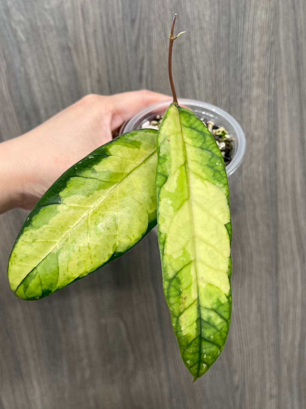 Hoya Ladia Galaska Sp Aceh