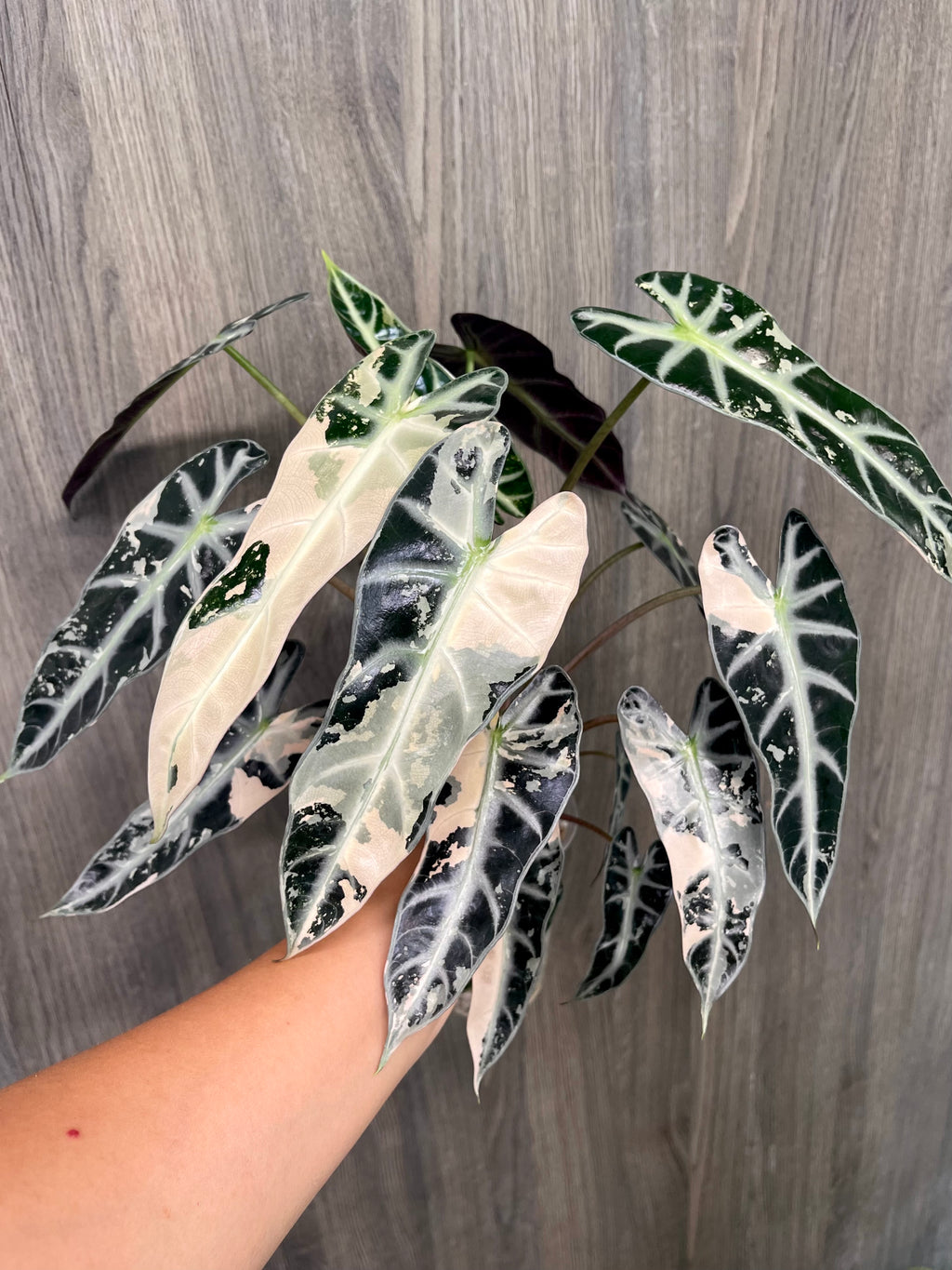 Alocasia Bambino Pink