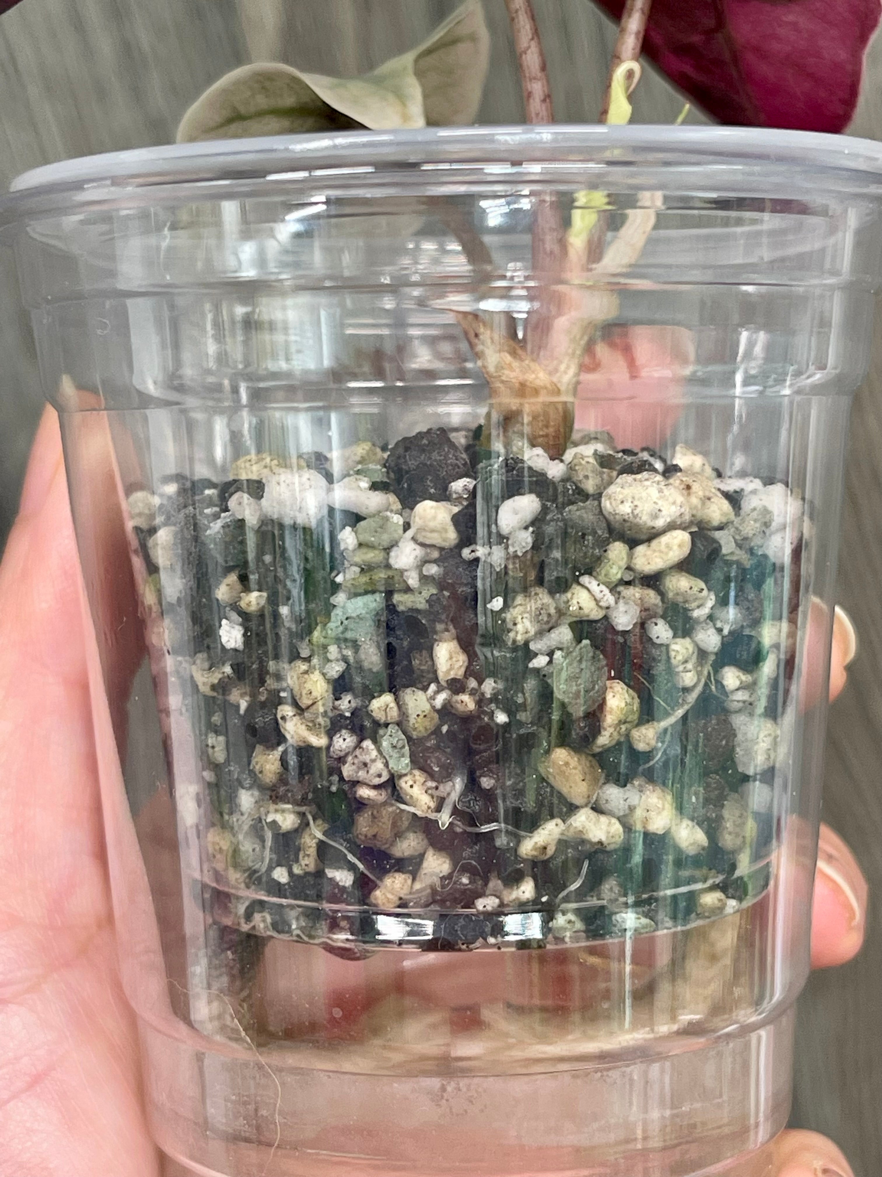 Alocasia Polly Pink Albo Mint B