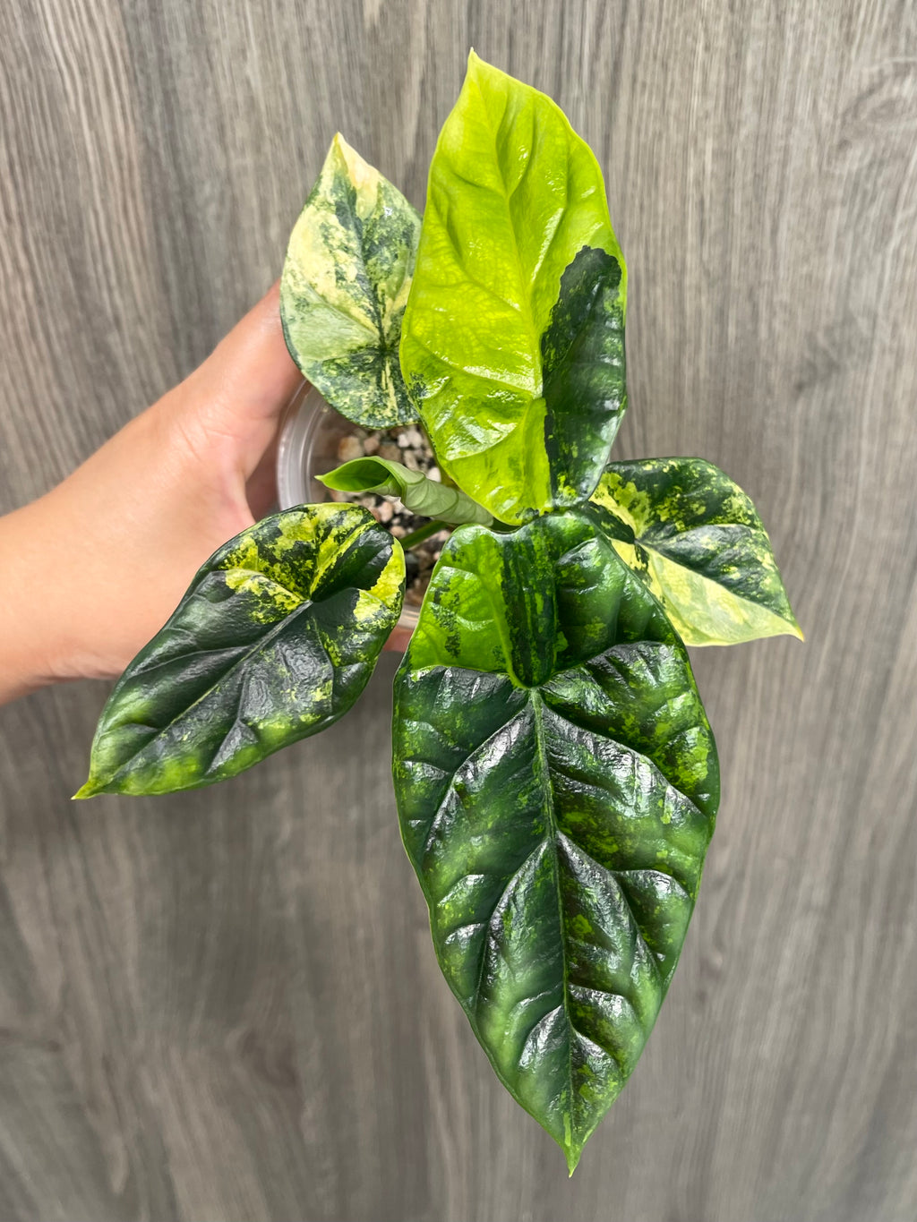 Alocasia Sinuata Aurea A