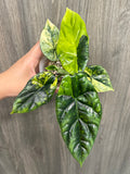 Alocasia Sinuata Aurea A