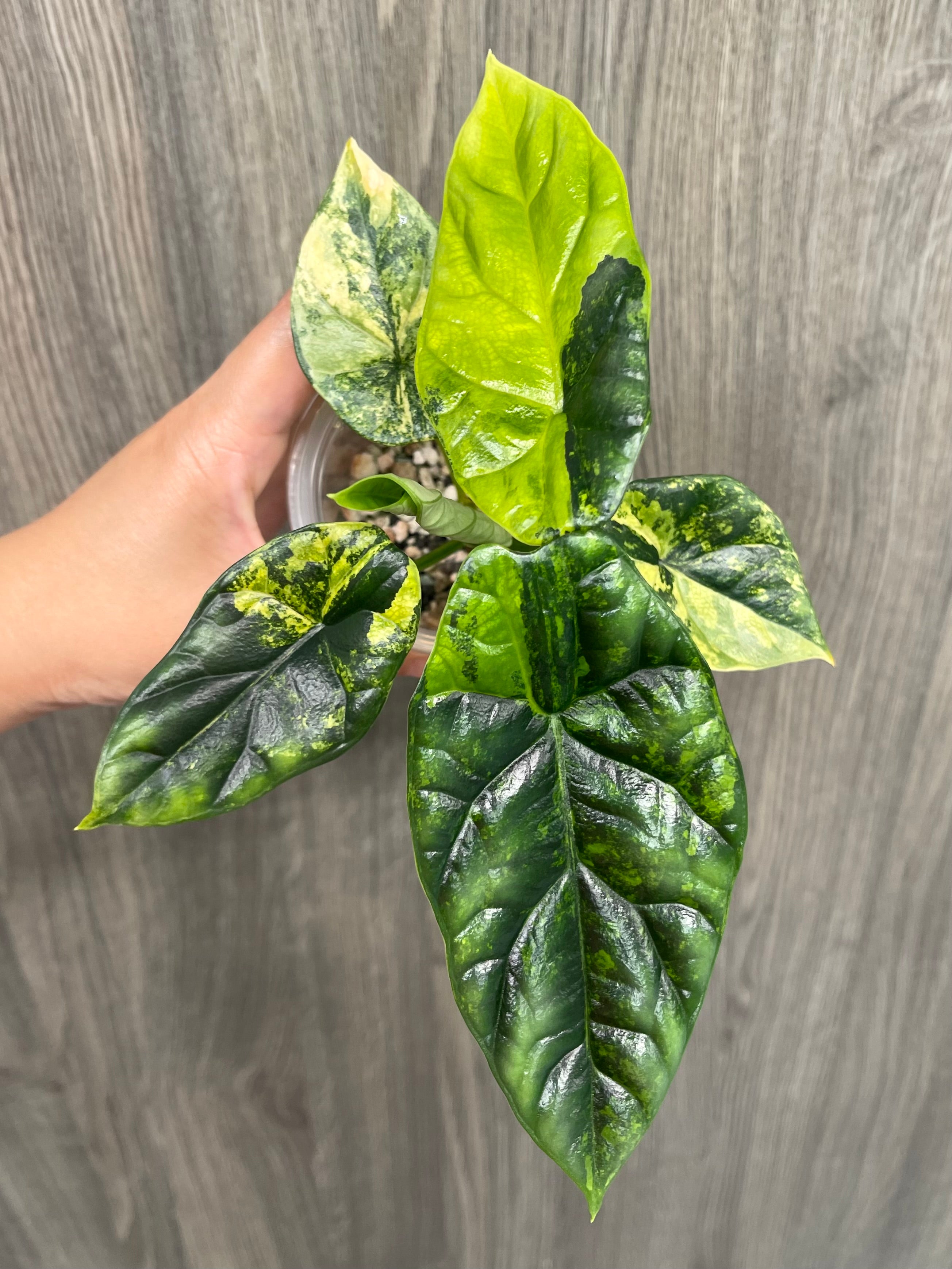 Alocasia Sinuata Aurea A