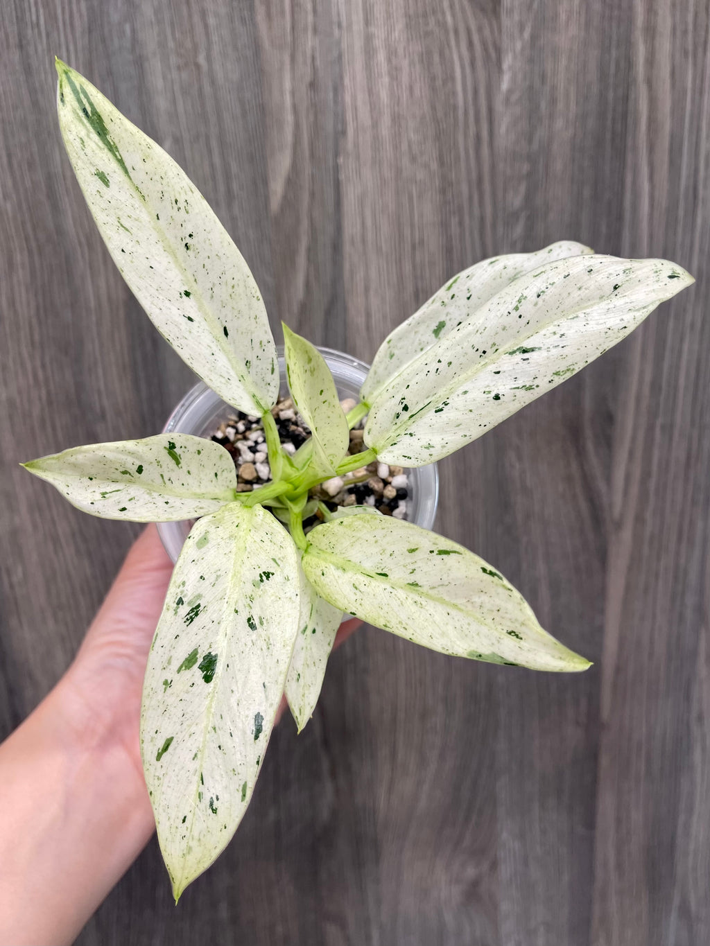 Philodendron Orlando Variegated