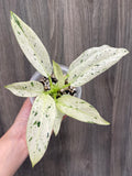 Philodendron Orlando Variegated